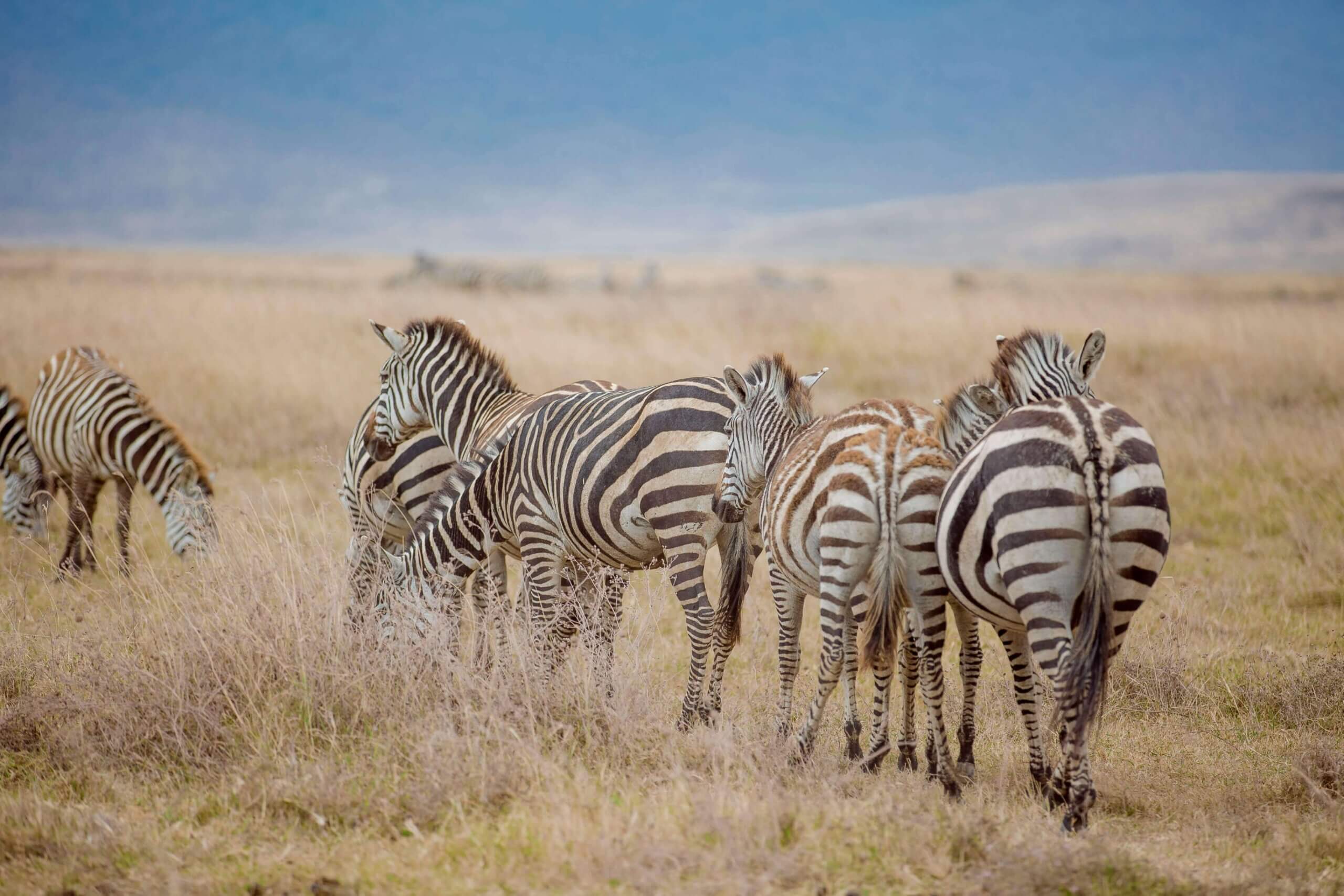 Grevy's zebra grazing along the Ewaso Ng'iro River in Samburu National Reserve, Kenya