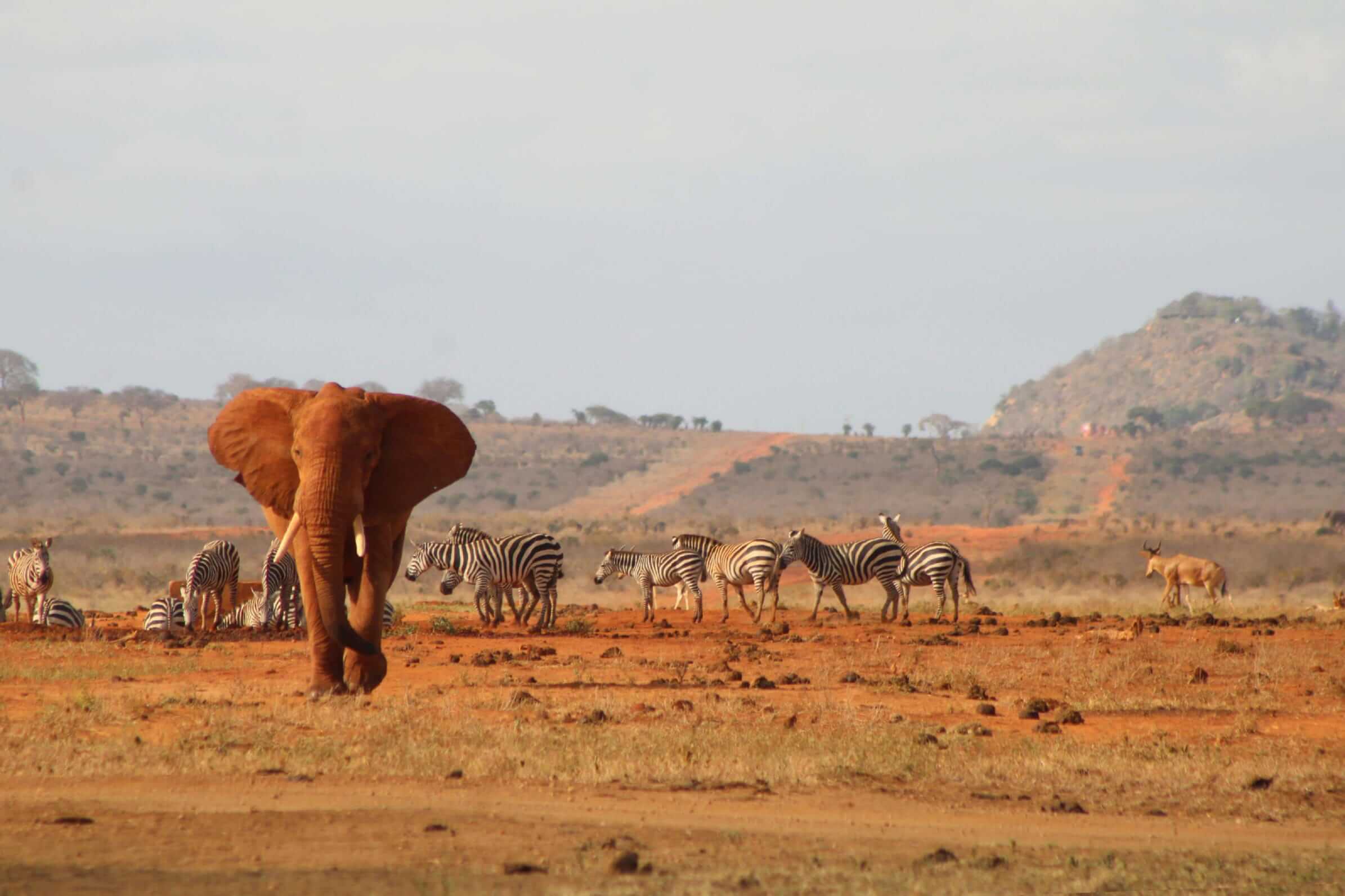 Open savanna plains of the Maasai Mara at dawn