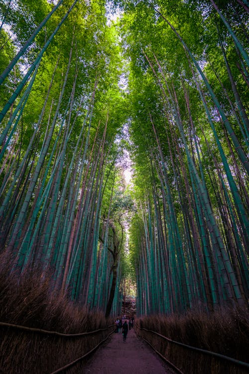 Towering bamboo stalks forming a green canopy over the path through Arashiyama Bamboo Grove, Kyoto