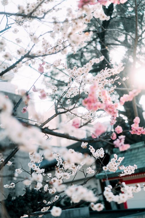 Pink cherry blossoms in full bloom lining a path in Kyoto, Japan, during peak sakura season