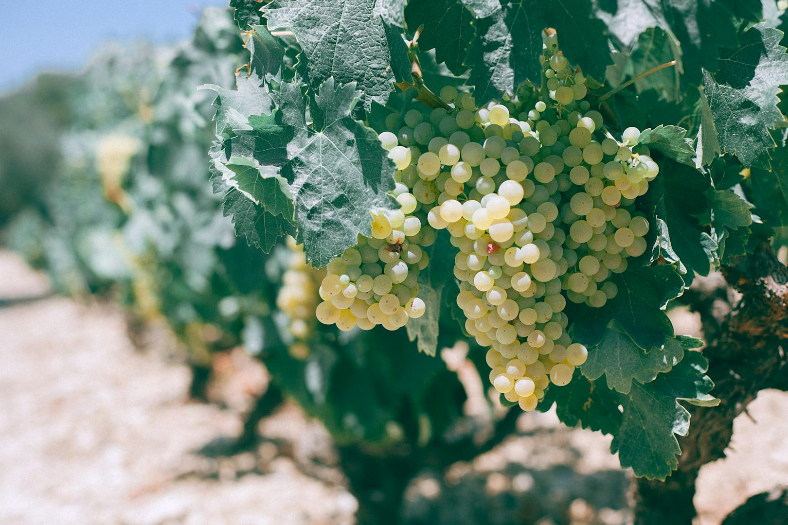 Kakheti vineyard with ripe grapes ready for harvest