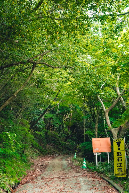 Forest pathway with ancient trees and dappled green light in Japan's Iya Valley