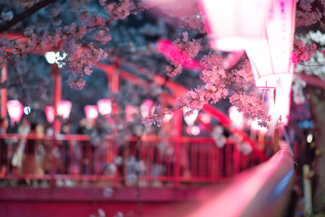 Pink cherry blossoms reflected in a pond at a Japanese park during hanami season