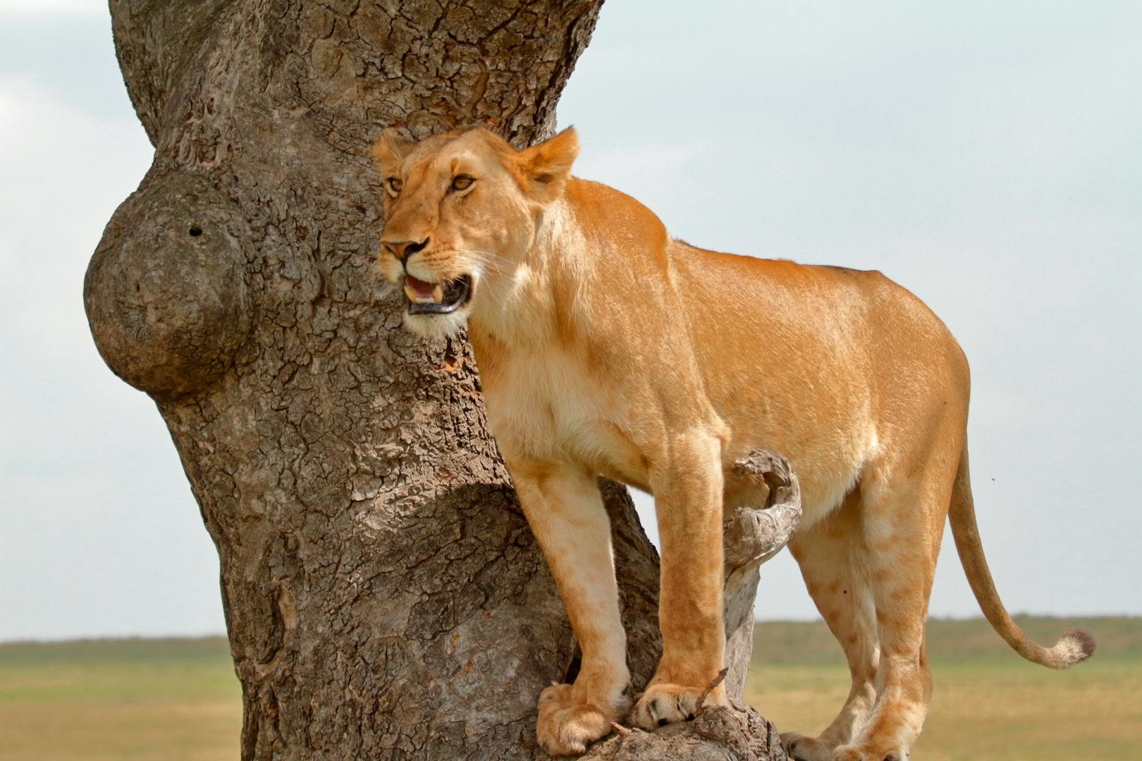 Best Kenya safari tours: How to compare routes before booking