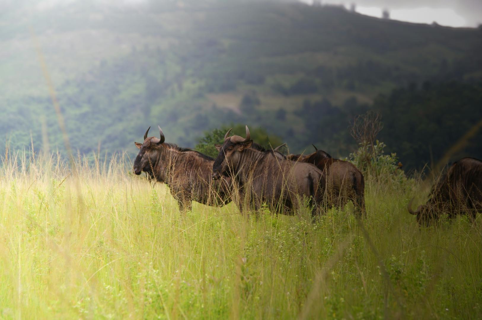Serengeti safari tours: Choose the right sector, not just the name