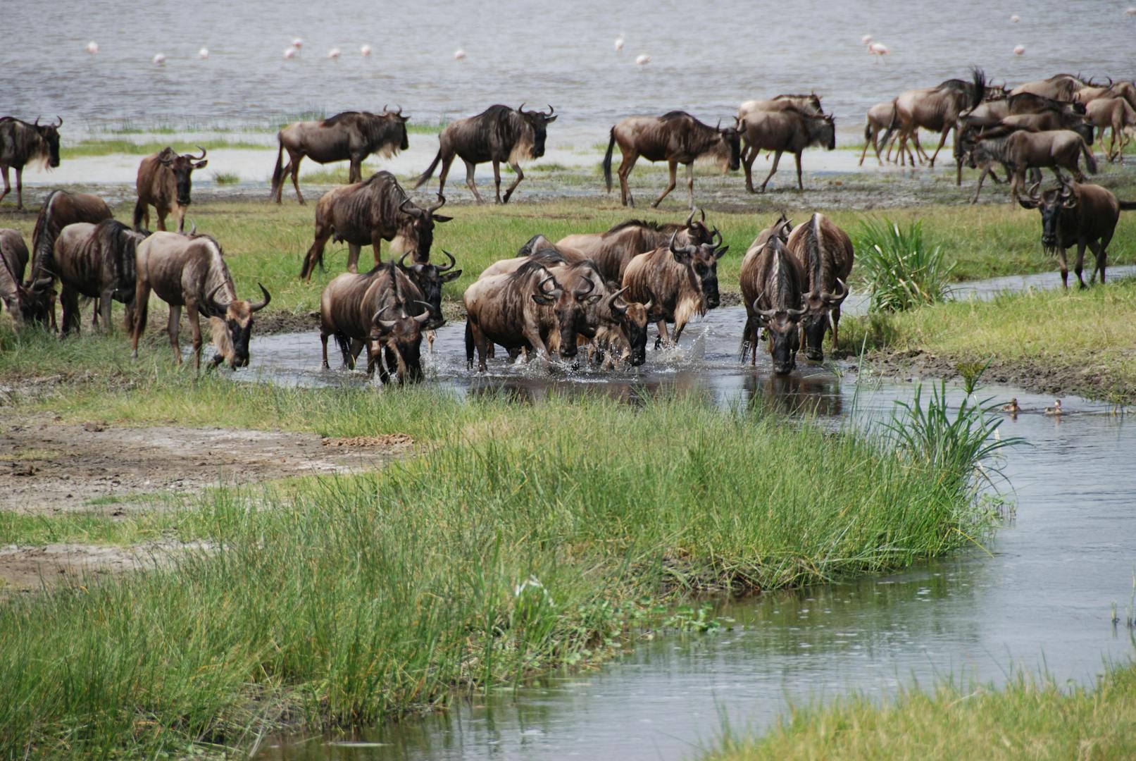 Masai Mara safari tours: The route needs more than migration hype