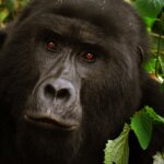 Close-up of a mountain gorilla surrounded by lush green foliage in Rwanda