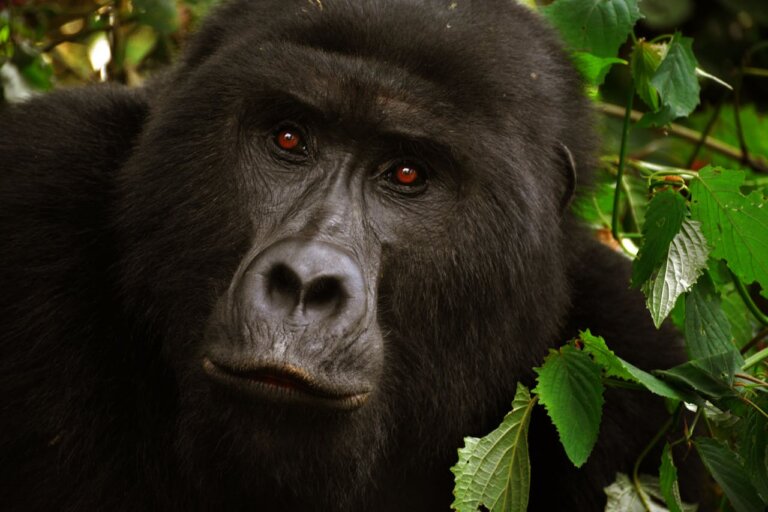 Close-up of a mountain gorilla surrounded by lush green foliage in Rwanda