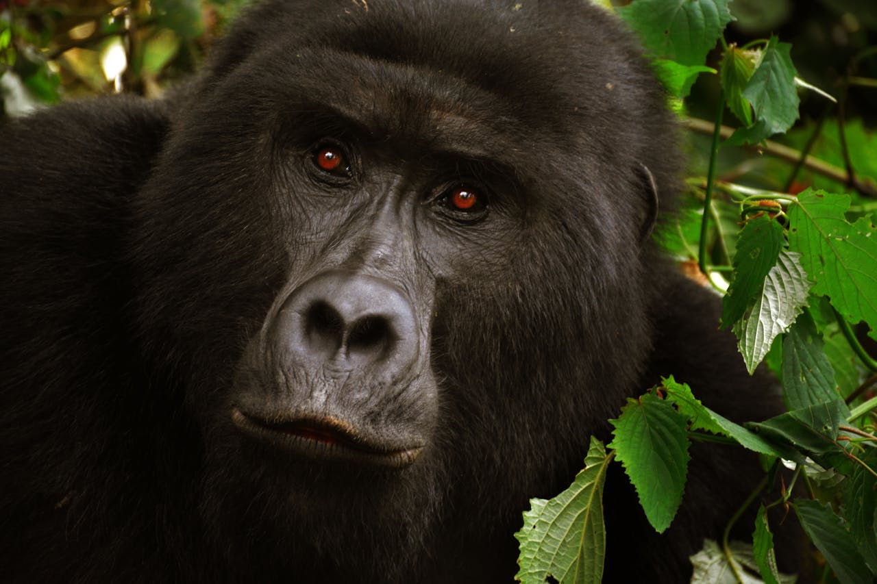 Close-up of a mountain gorilla surrounded by lush green foliage in Rwanda