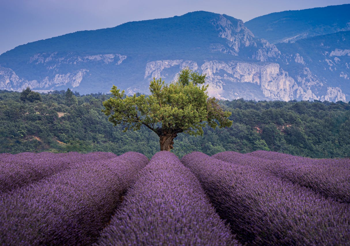 Rhone River Cruises Guide: Burgundy & Provence