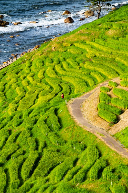 Aerial view of vibrant green terraced rice fields by the sea on Sado Island, Japan
