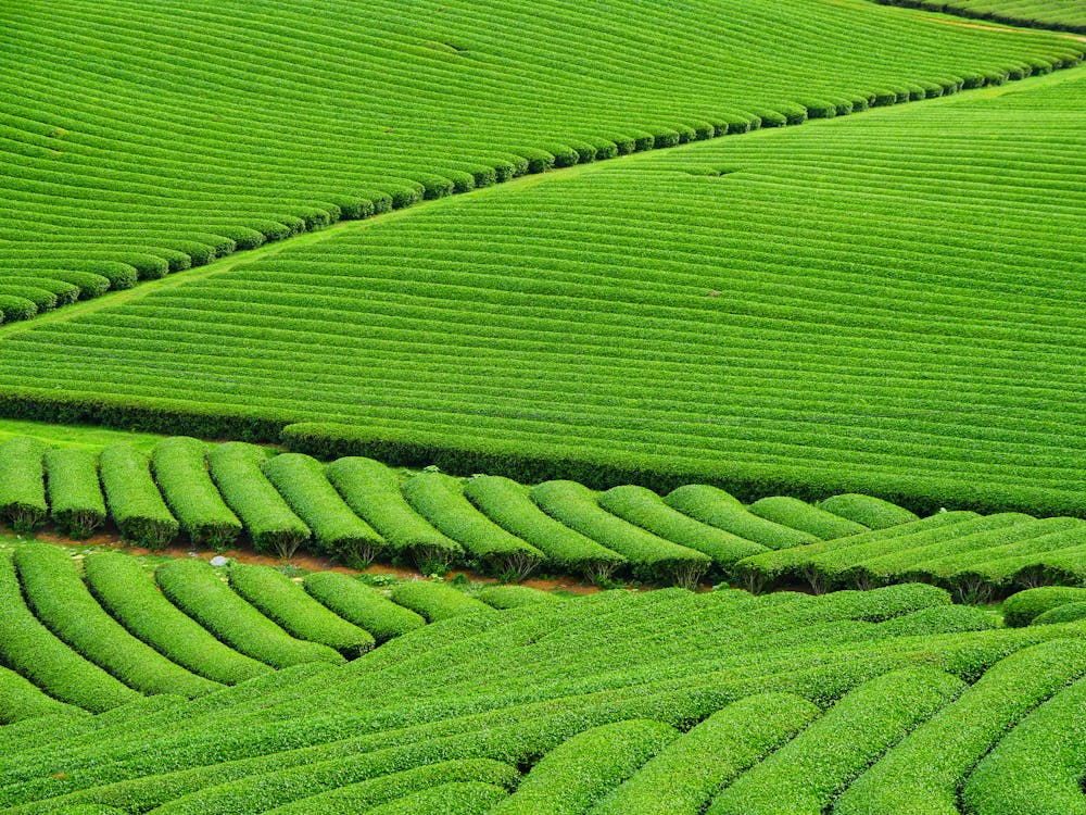 Lush rows of green tea fields on hillside terraces in Wazuka, Kyoto Prefecture, Japan