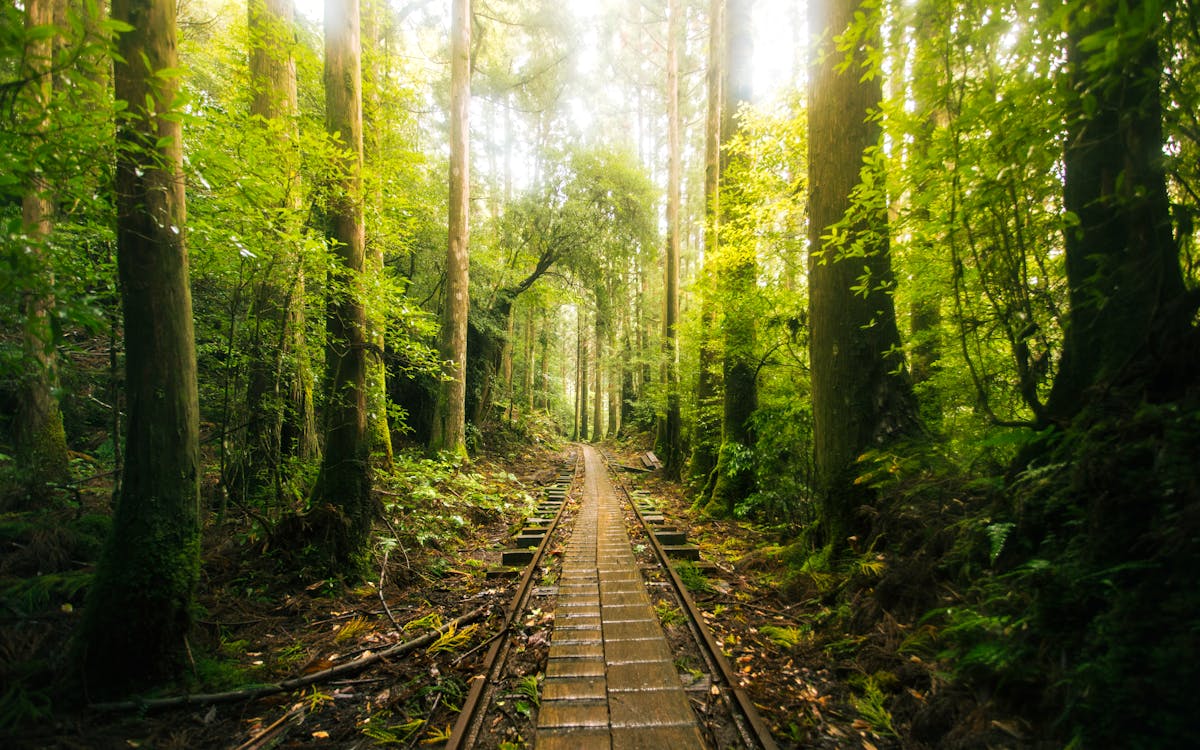 Misty ancient forest trail in Yakushima, Japan, with sunbeams through the green canopy