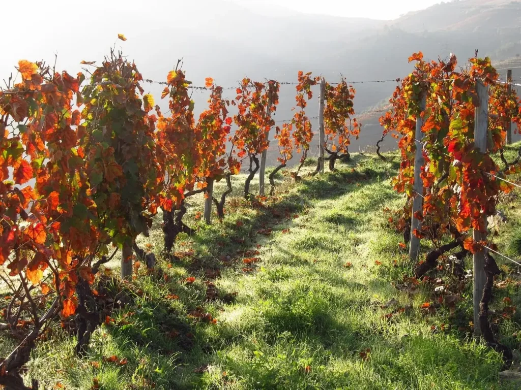 Best Time of the Year for Douro River Cruises ToursZoom Douro Valley autumn October vineyard gold colors Portugal