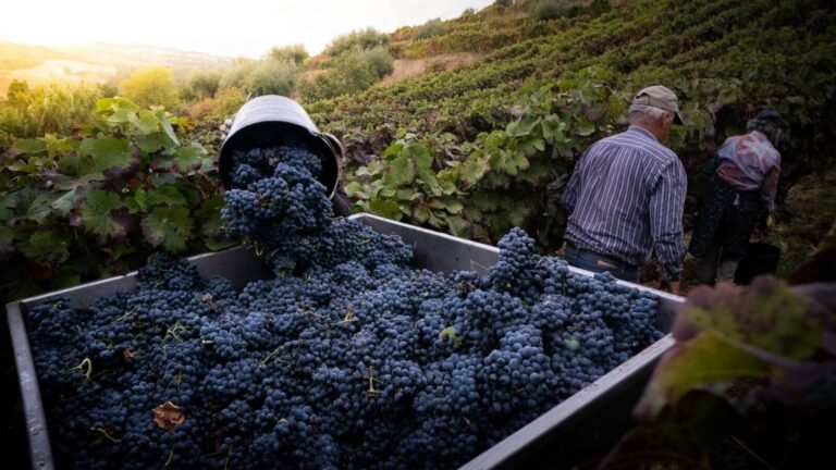Vibrant Douro Valley vineyards during the grape harvest, showcasing rich autumn colors and traditional winemaking practices.
