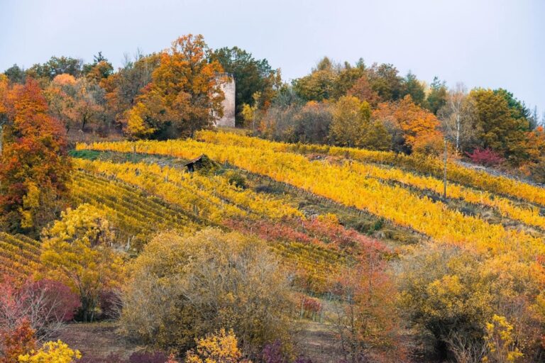 Golden autumn foliage in the Rheingau vineyards of Germany