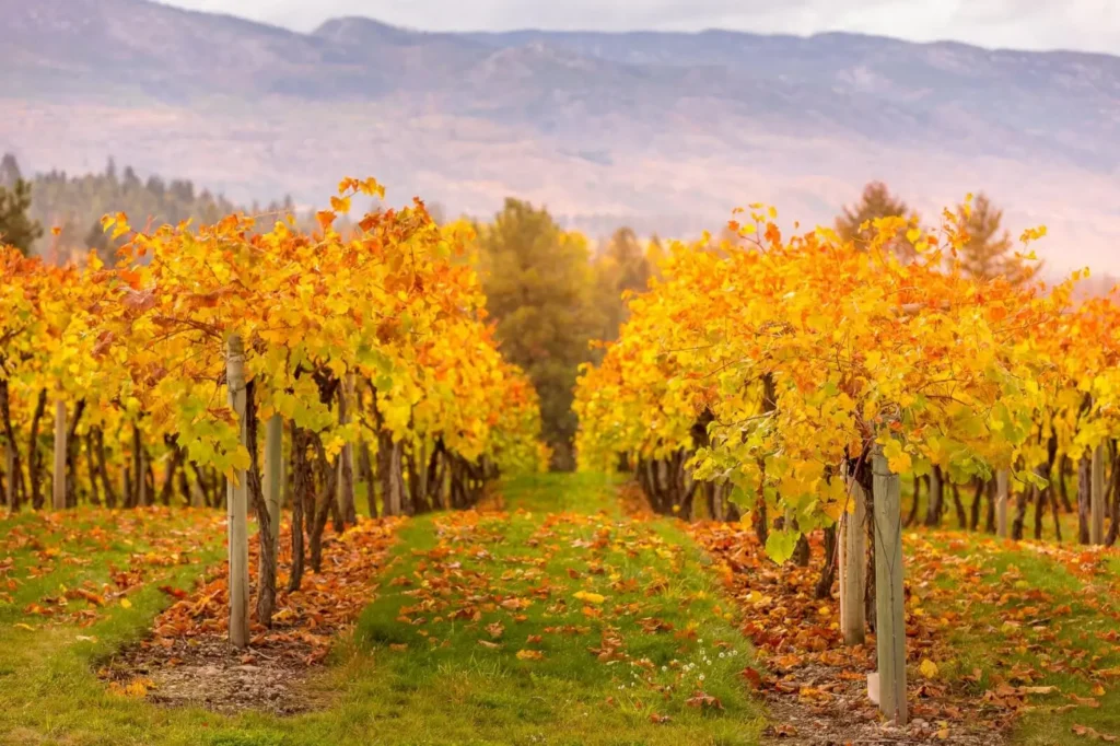 Best Time of the Year for Rhone River Cruises ToursZoom <alt for query 0>: The sun casts a warm glow over lush, golden vineyards in Provence during the autumn harvest.