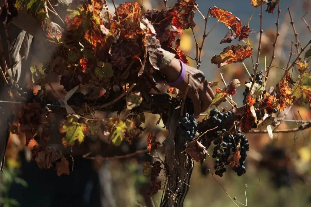 Best Time of the Year for Rhone River Cruises ToursZoom <alt for query 1>: Workers pick ripe grapes under the soft light of early October in Burgundy's picturesque vineyards.