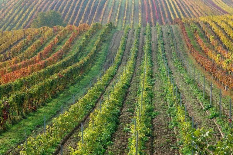 Golden light illuminates the vibrant autumnal colors of Rhone Valley vineyards during grape harvesting season.