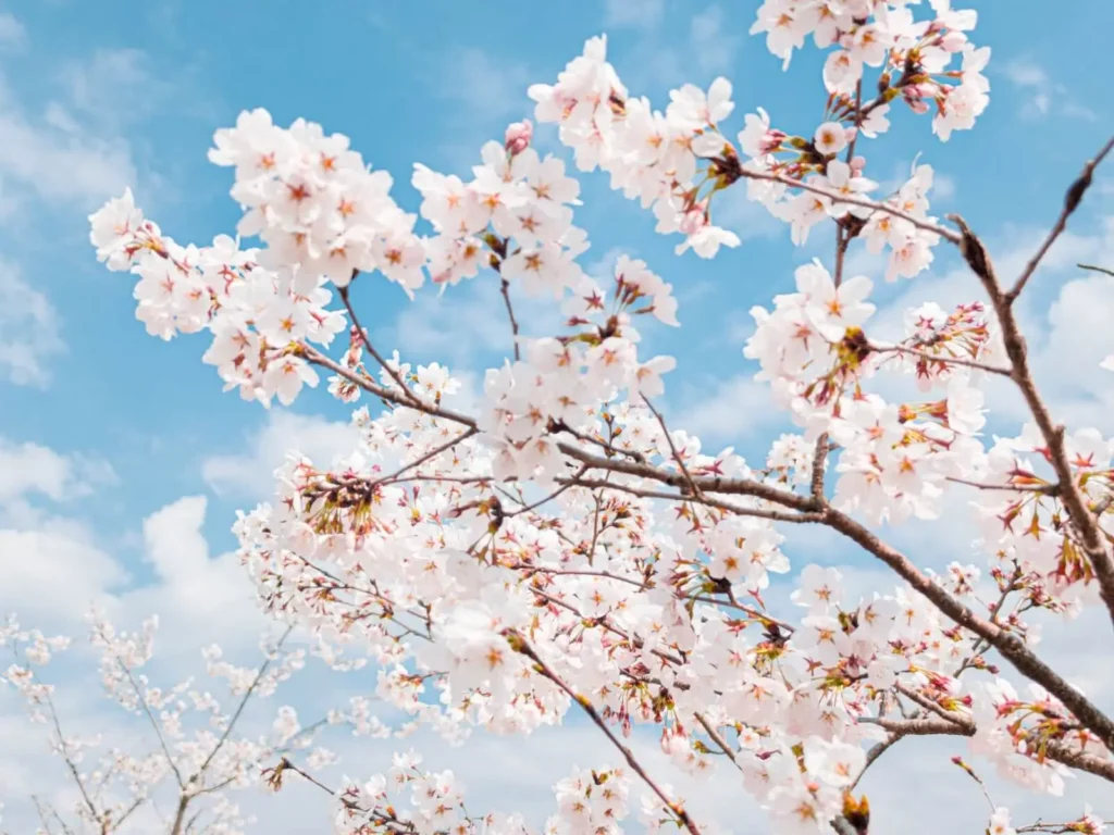Cherry blossoms in full bloom at a Japanese garden