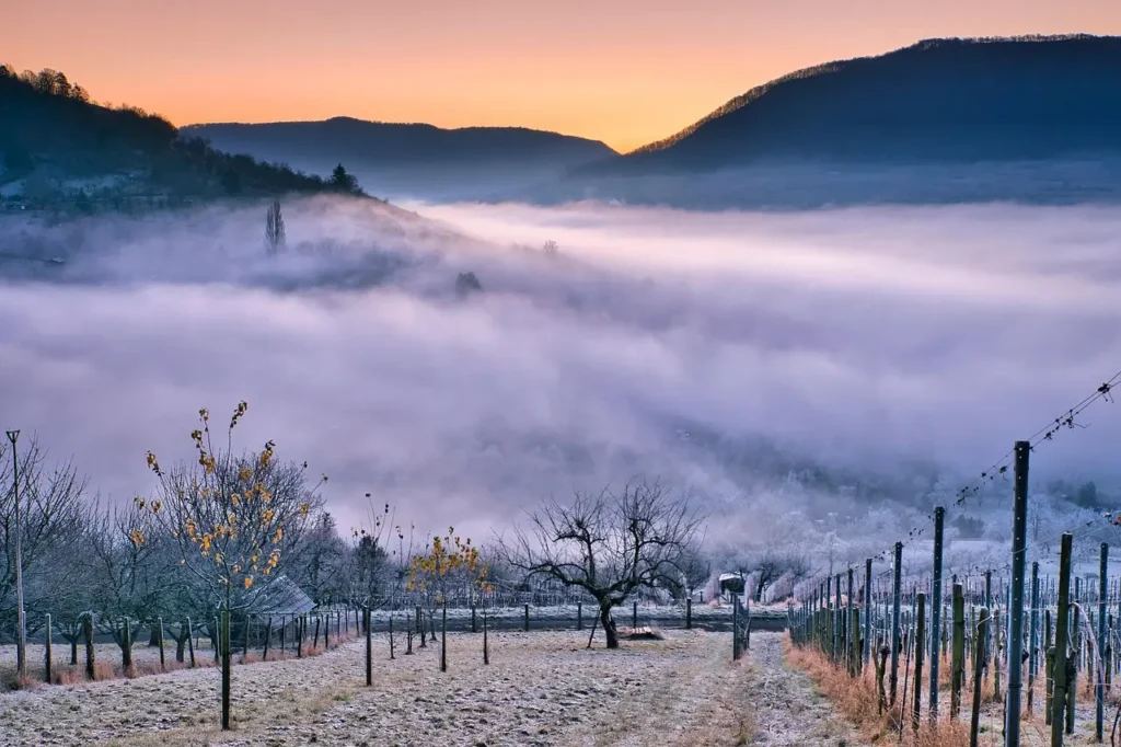Terraced vineyards in the Wachau Valley bathed in golden autumn light