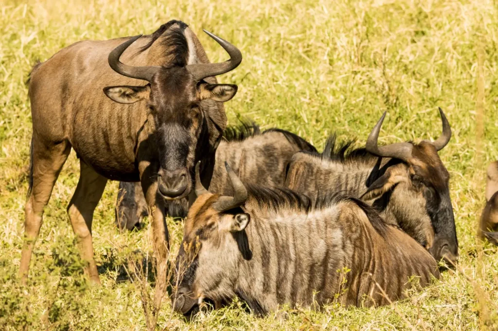 Family-Friendly Tours: What to Look For When Traveling with Kids ToursZoom Children observing elephants and giraffes up close during a safari tour in Kenya