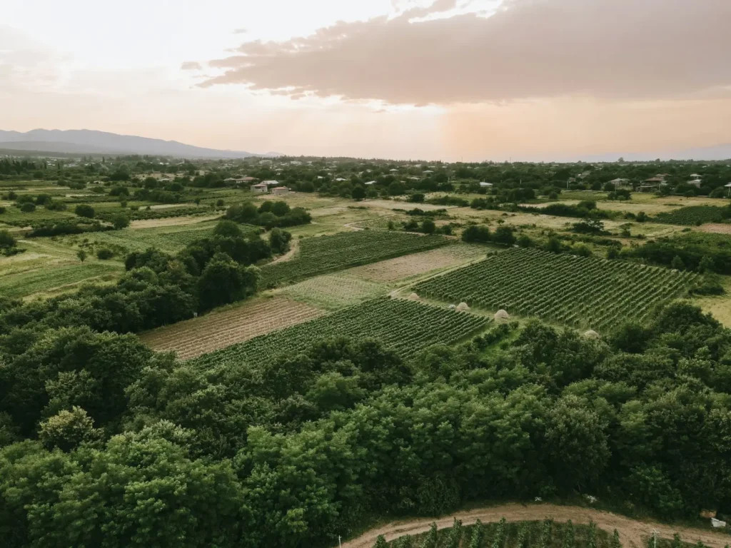 Traditional Georgian wine-making in the Kakheti wine region using qvevri