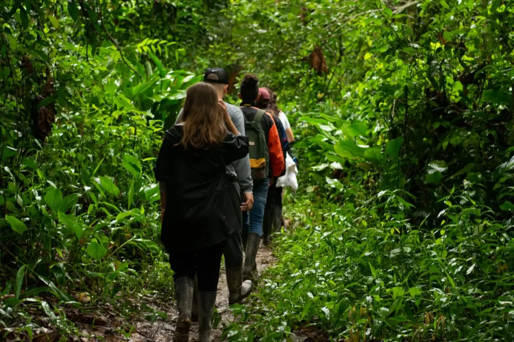 Trekkers hiking through the dense rainforest with gorillas in the background during a morning trek in Rwanda