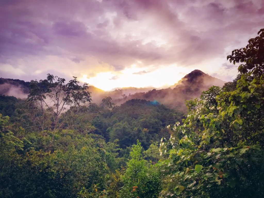 Misty morning scene in the Virunga mountains near Volcanoes National Park, Rwanda. The mist hangs low over the bamboo groves and ancient rainforest, creating an ethereal atmosphere for gorilla trekking