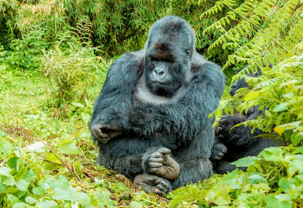 Silverback mountain gorilla sitting amidst the bamboo in Rwanda's Volcanoes National Park