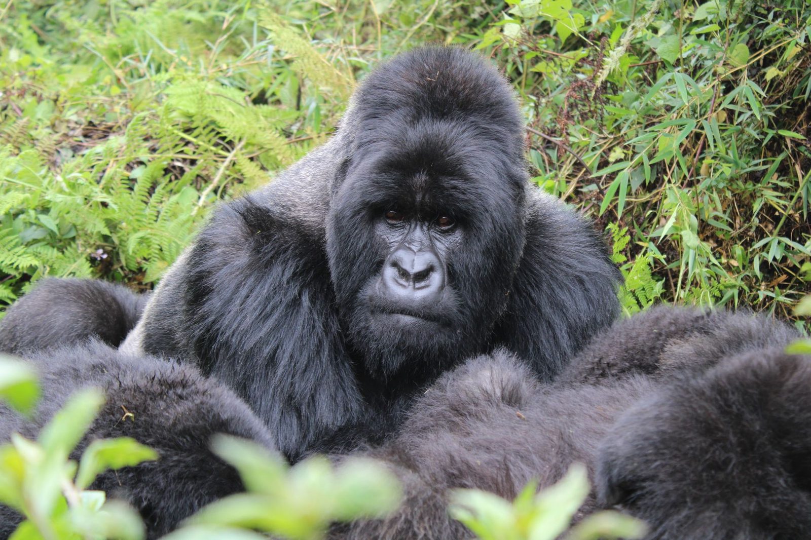 Gorilla Trekking in Rwanda: What to Expect and How to Make the Most of It