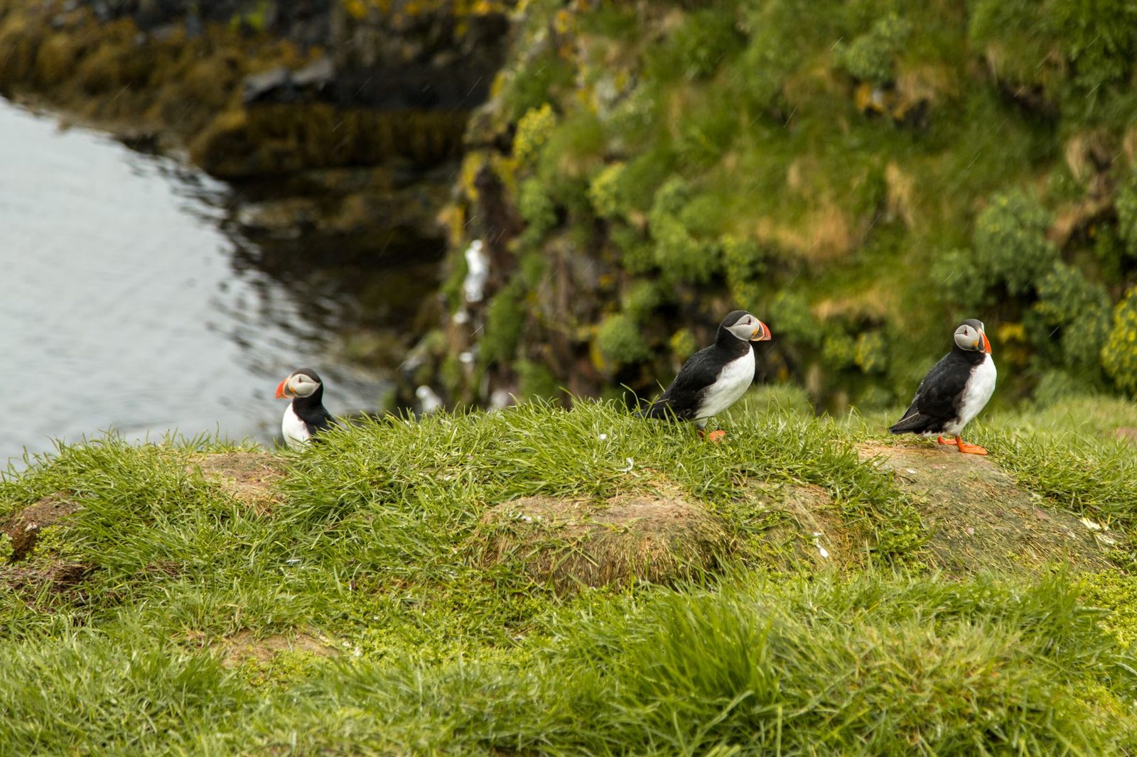 Puffins on a rocky cliff overlooking the ocean along Iceland's Ring Road during summer