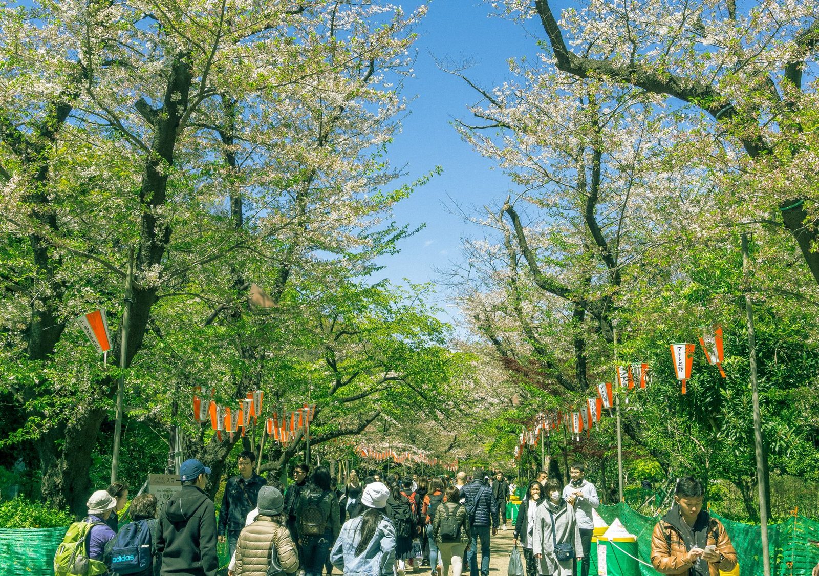 Japan’s Best Festivals: A Traveler’s Guide to When and Where to Go