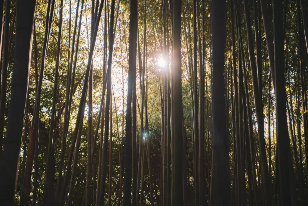 Japan Itinerary 10 Days: How to Plan the Classic Route Without Wasting a Single Day ToursZoom Sunlight through the bamboo grove in Kyoto