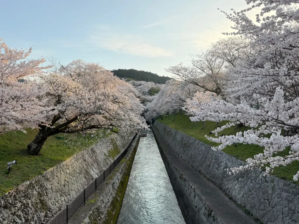 A group enjoying cherry blossoms at a Kyoto Hanatouro garden tour