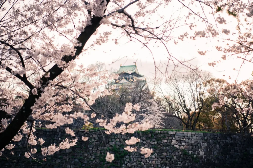 Springtime in Osaka Castle Park with blooming cherry trees and visitors