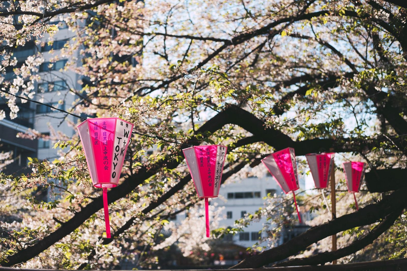 Cherry blossoms in full bloom during a hanami picnic in Tokyo