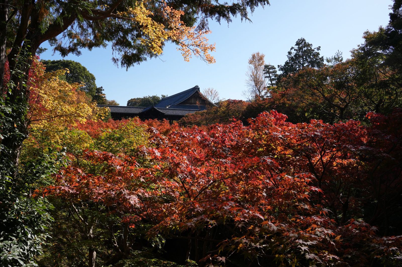 Autumn leaves surrounding traditional Japanese temples