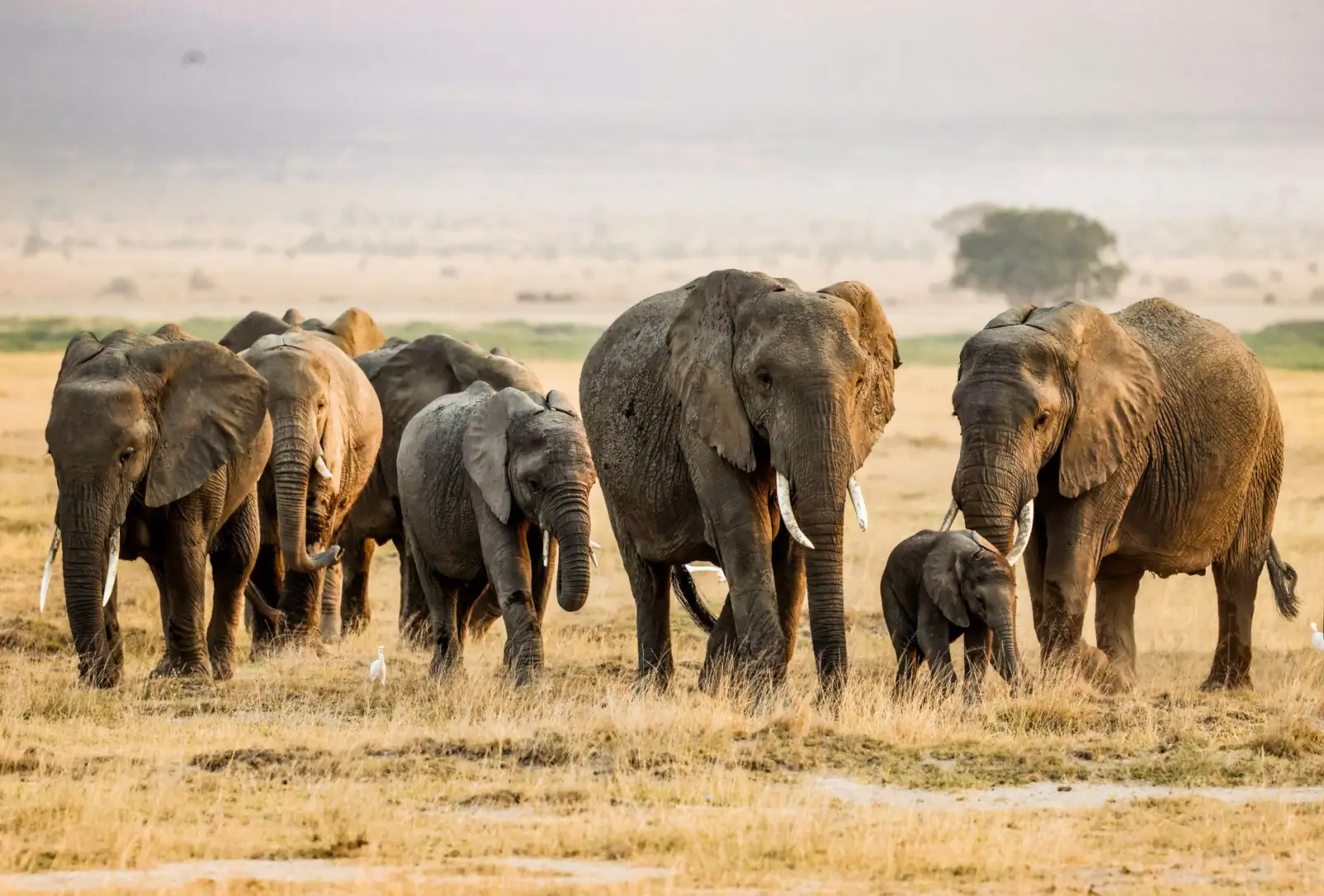 Early morning light illuminating Amboseli National Park
