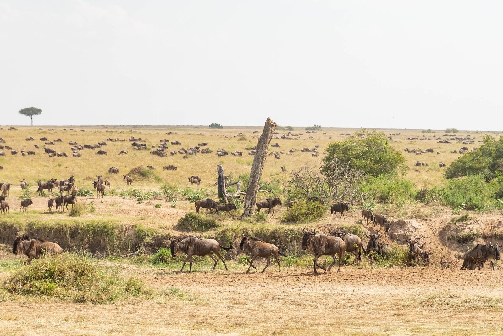 Wildlife grazing on open plains during the dry season in Masai Mara
