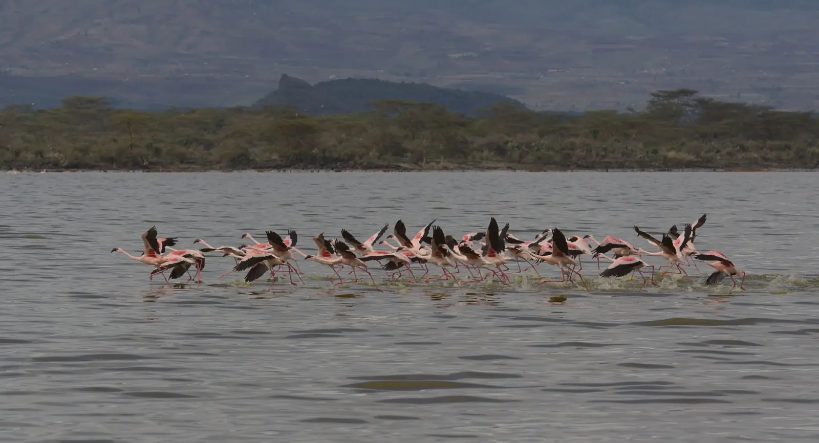A serene view of the wetlands at Lake Nakuru with diverse bird species