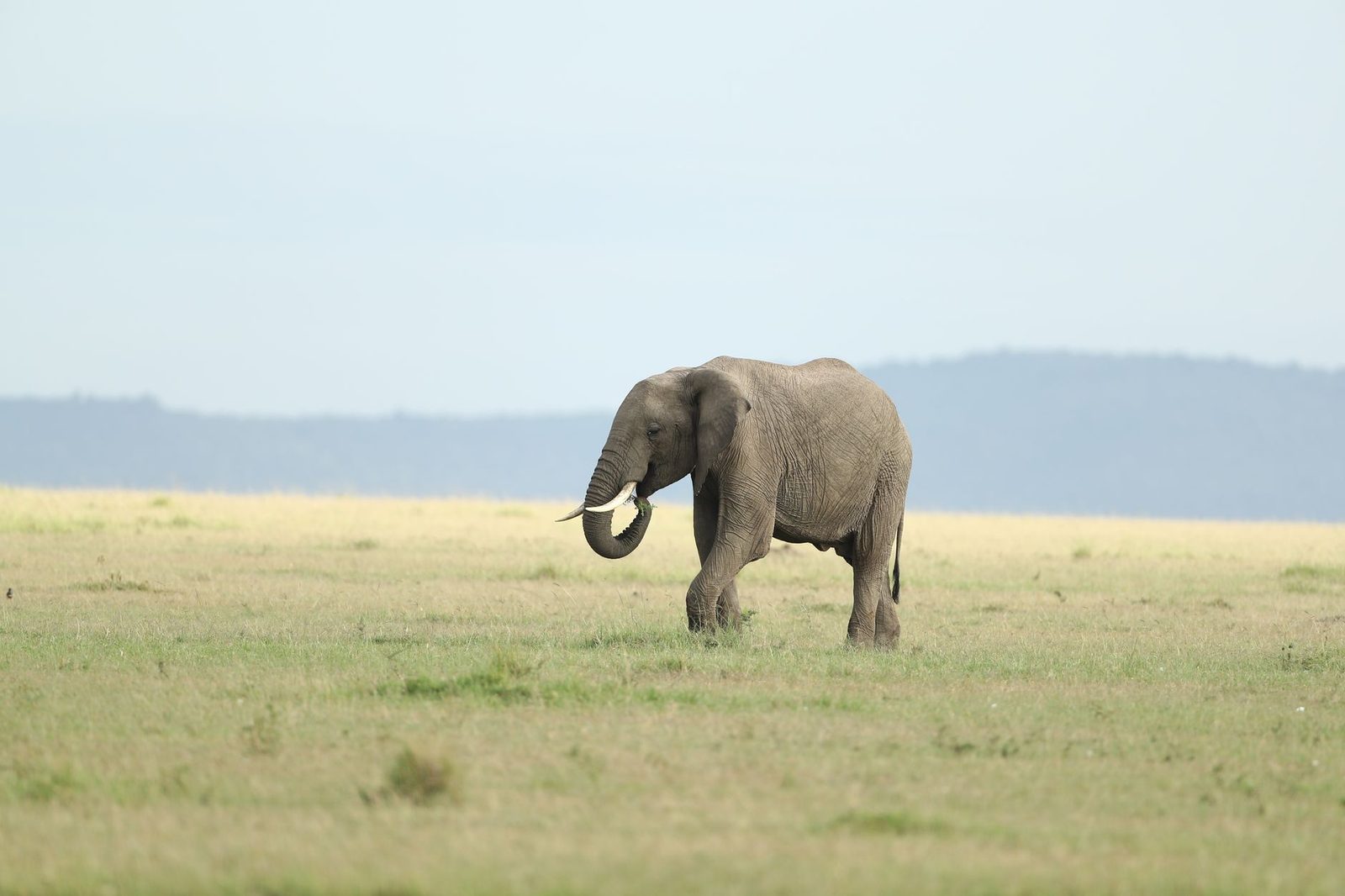 Safari vehicles driving through the expansive savanna of Masai Mara with wildlife in the background