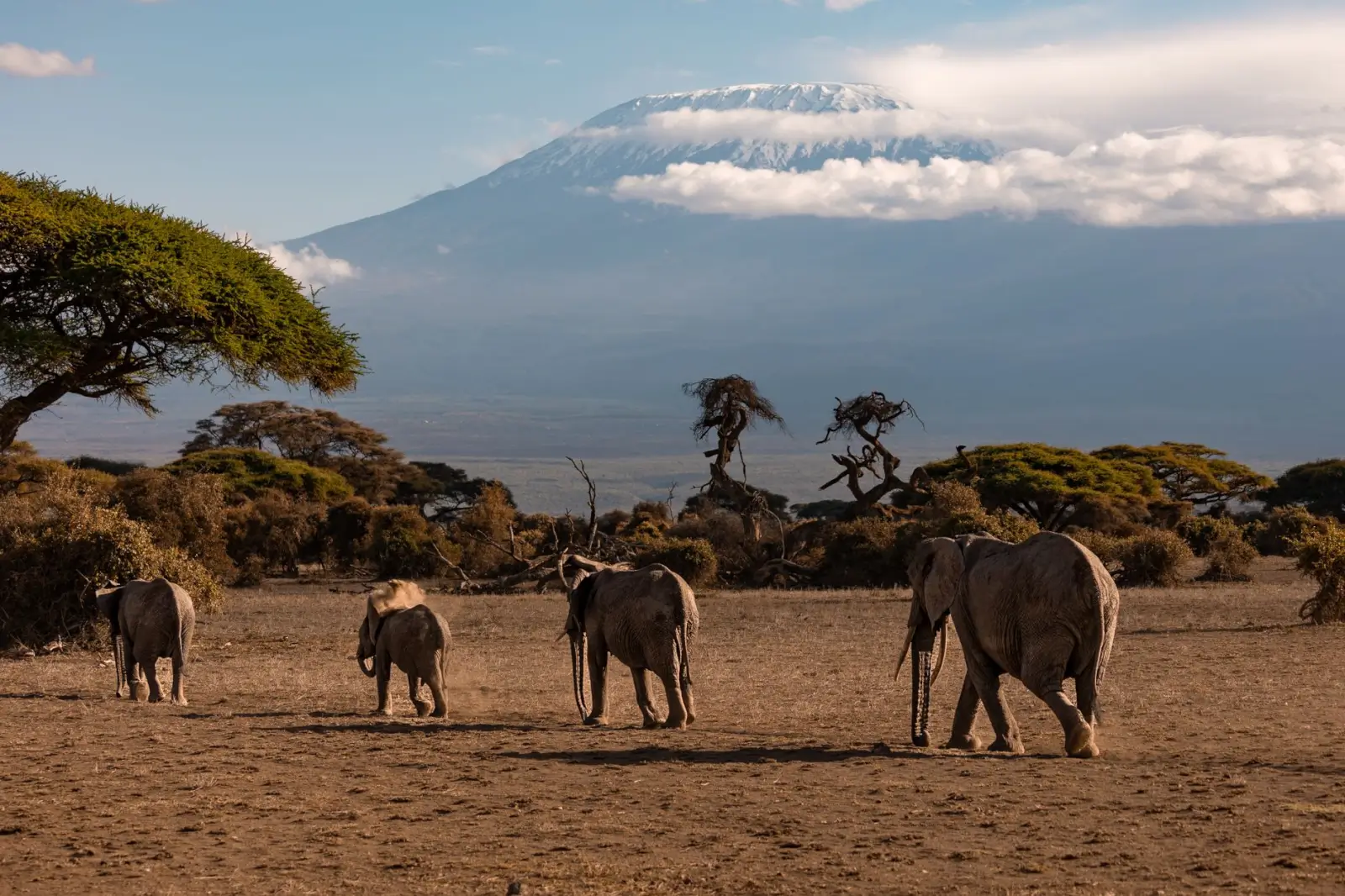 Kenya Wildlife Tours: What a Safari Is Actually Like (And What No One Tells You) ToursZoom Elephants grazing with Mount Kilimanjaro in the background