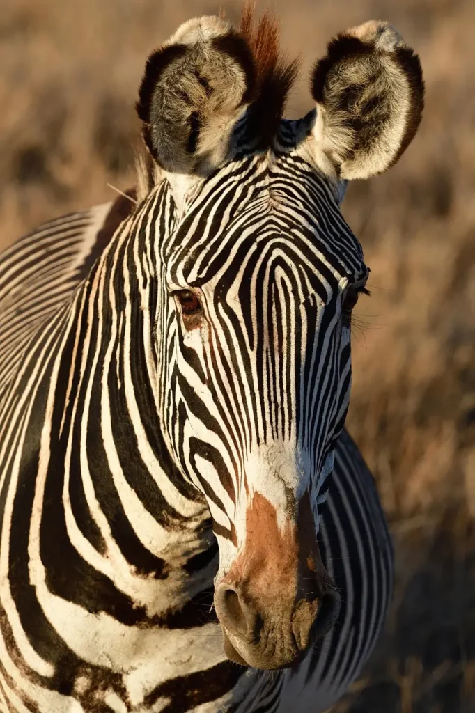Kenya Wildlife Tours: What a Safari Is Actually Like (And What No One Tells You) ToursZoom Grevy's zebra and reticulated giraffe in Samburu National Reserve