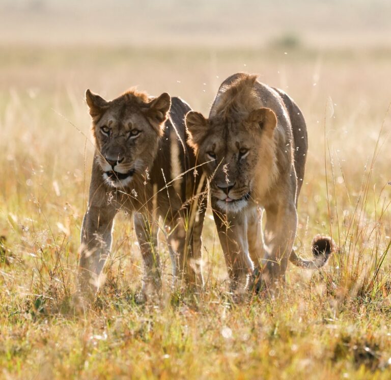 Lions hunting at sunset in the Maasai Mara