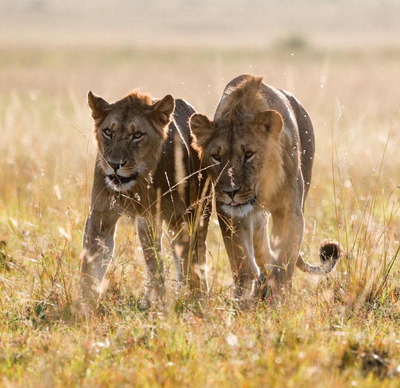 Kenya Wildlife Tours: What a Safari Is Actually Like (And What No One Tells You)