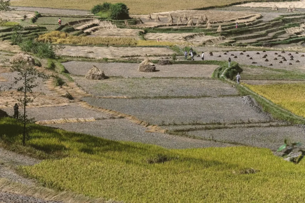 Peru tours in September: Late dry season and shoulder-season Andes touring ToursZoom Golden fields of crops during the harvest season in the Sacred Valley