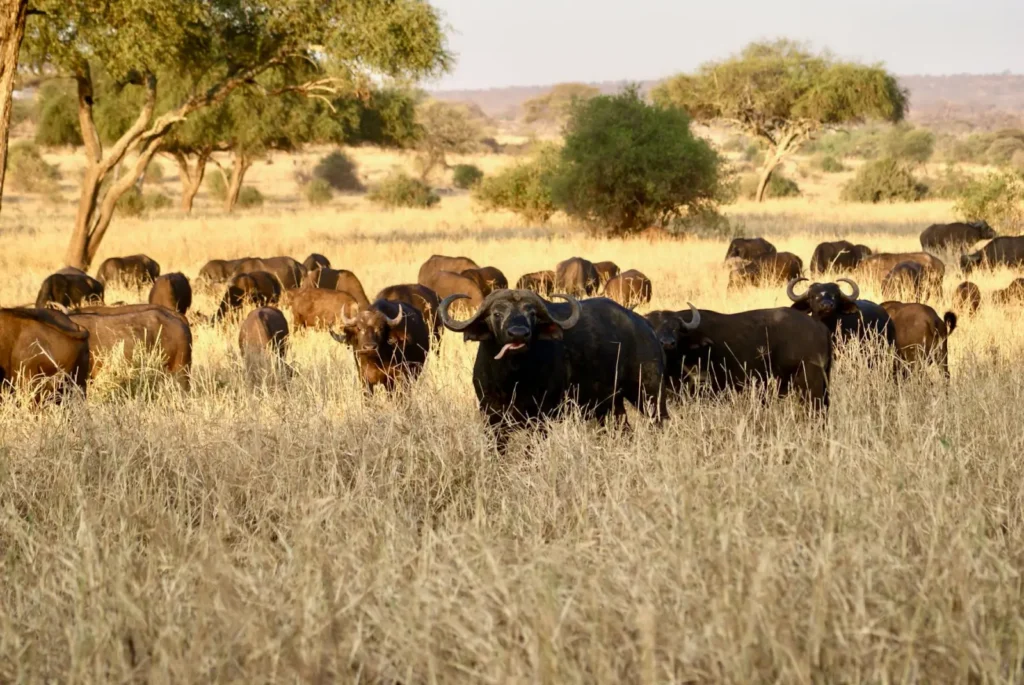 Tanzania safari tours in July: Dry-season Serengeti and northern circuit safaris ToursZoom Animals gathering near water sources in Tarangire National Park