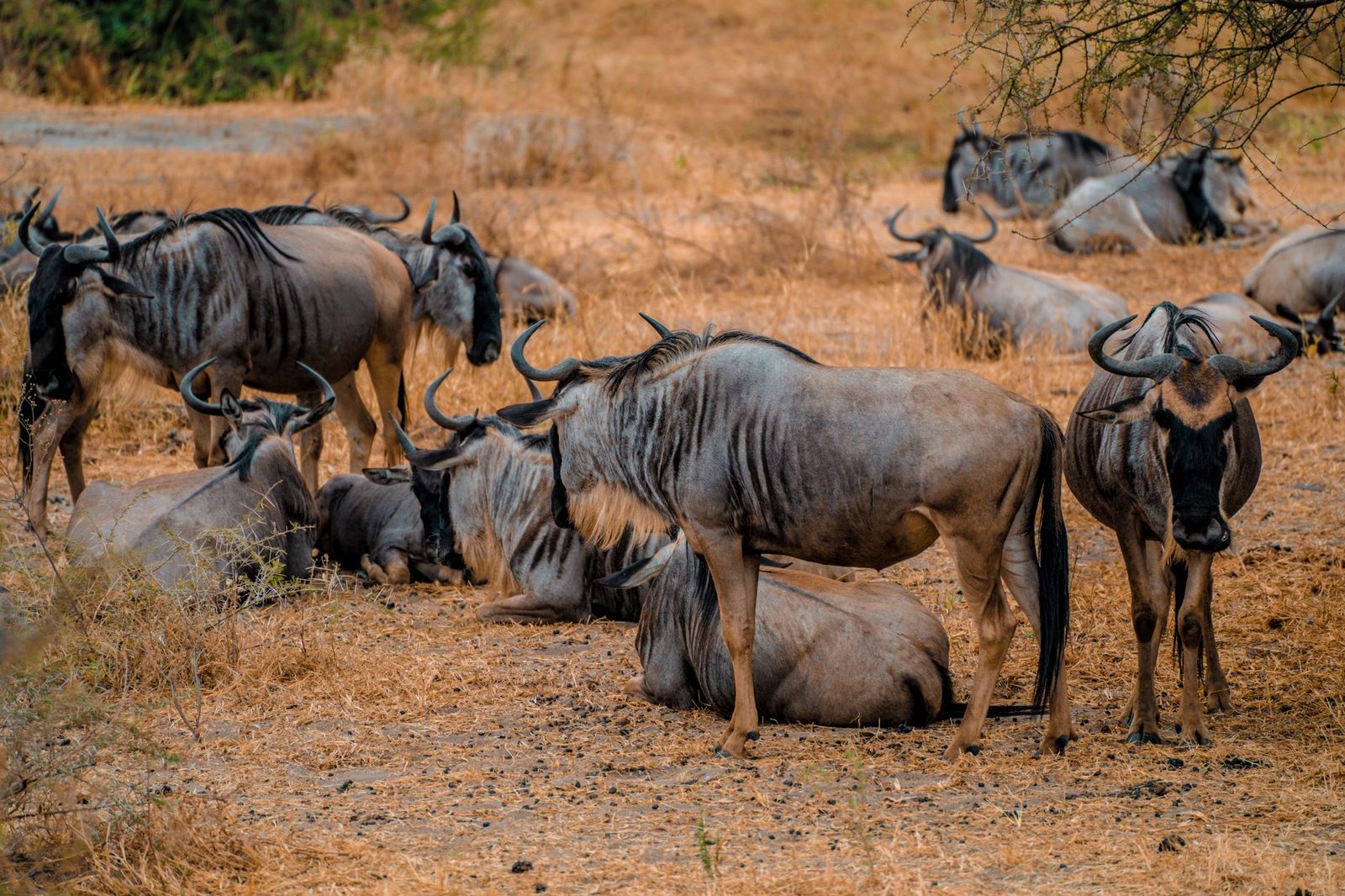 Serengeti plains with migrating herds during the dry season