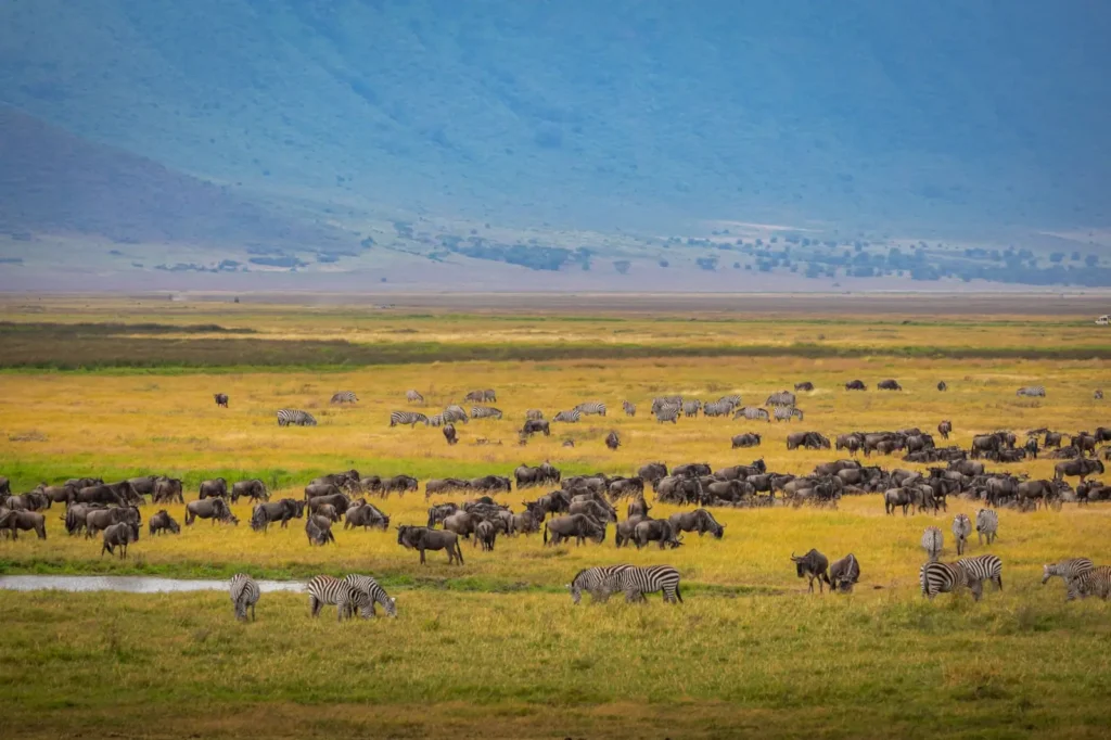 Wildlife viewing from the rim of Ngorongoro Crater during June